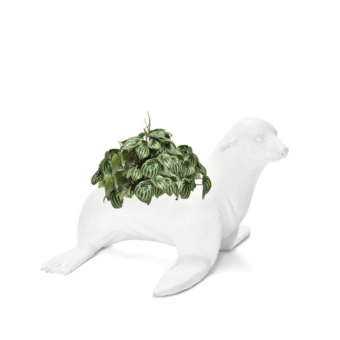 Life Size Animal - Seal