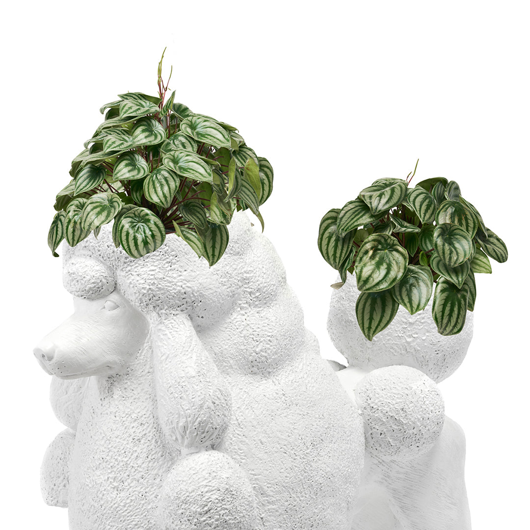 Life Size Animal - Poodle Plant the Future
