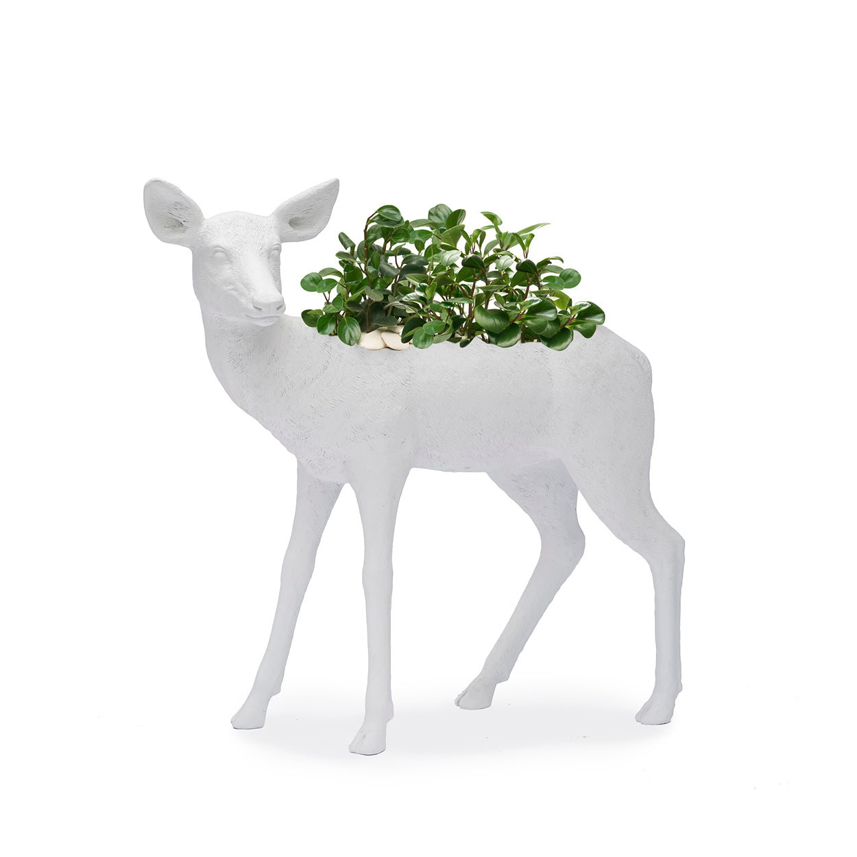 Life Size Animal - Deer