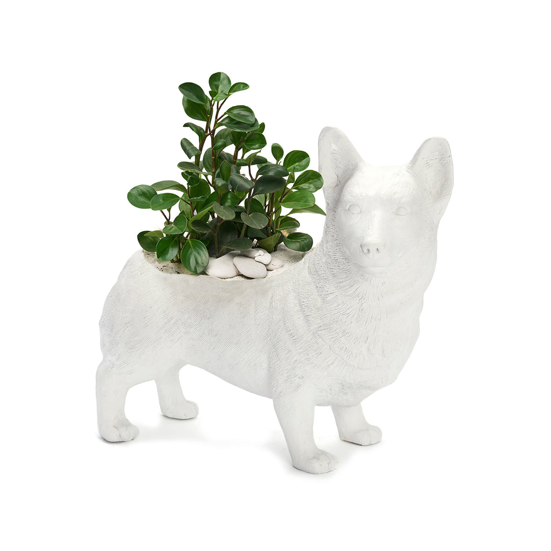 Life Size Animal - Corgi