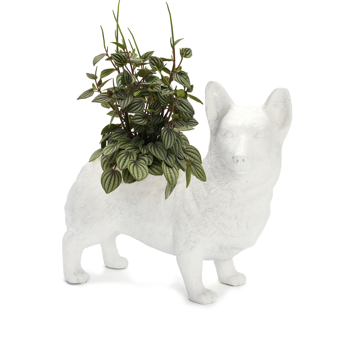 Life Size Animal - Corgi