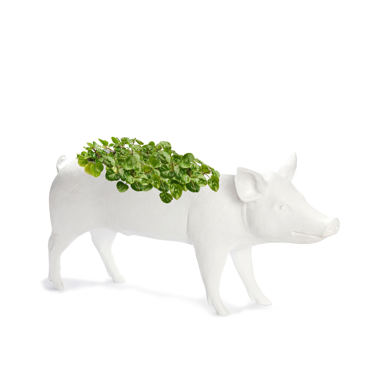 Life Size Animal - Pig