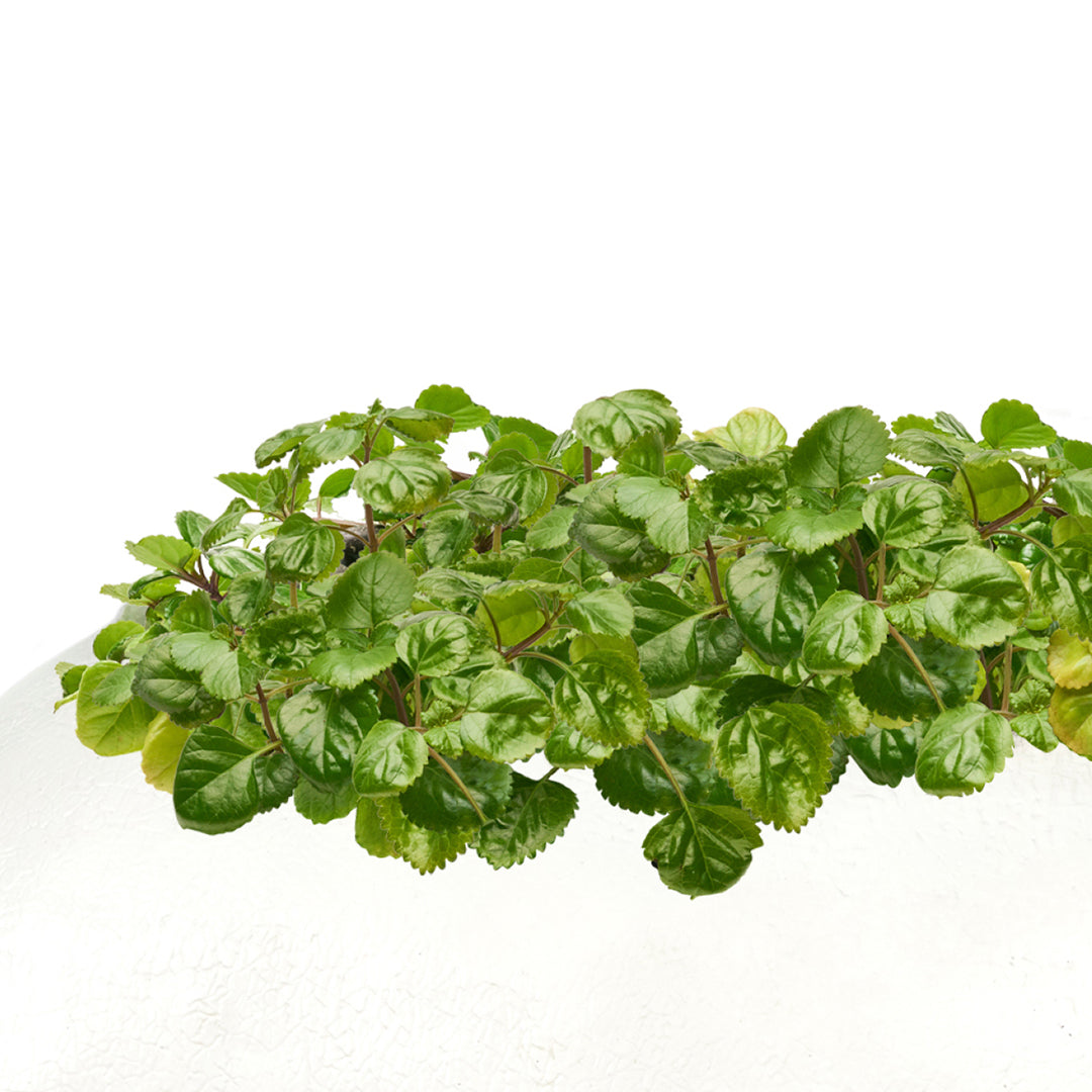 Life Size Animal - Pig Plant the Future