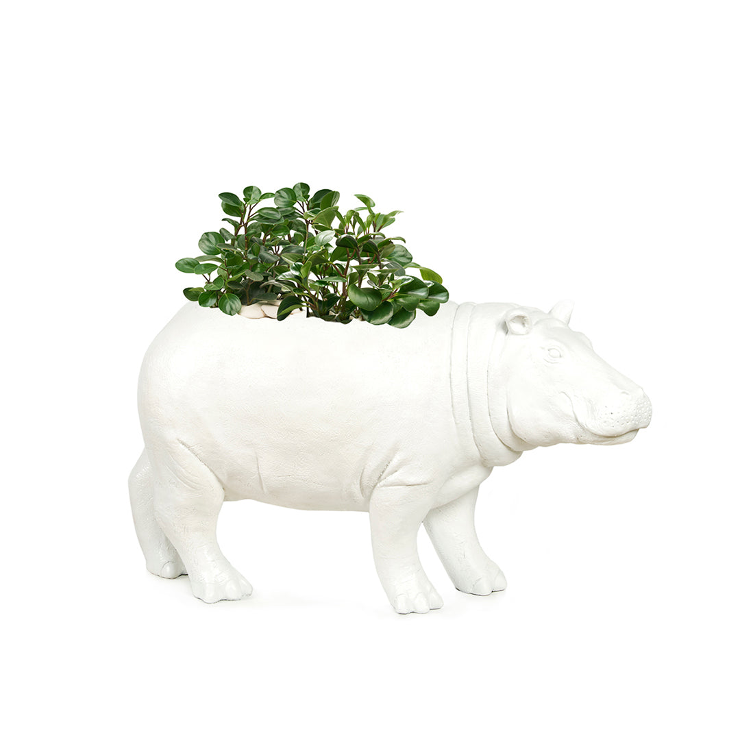 Life Size Animal - Hippo