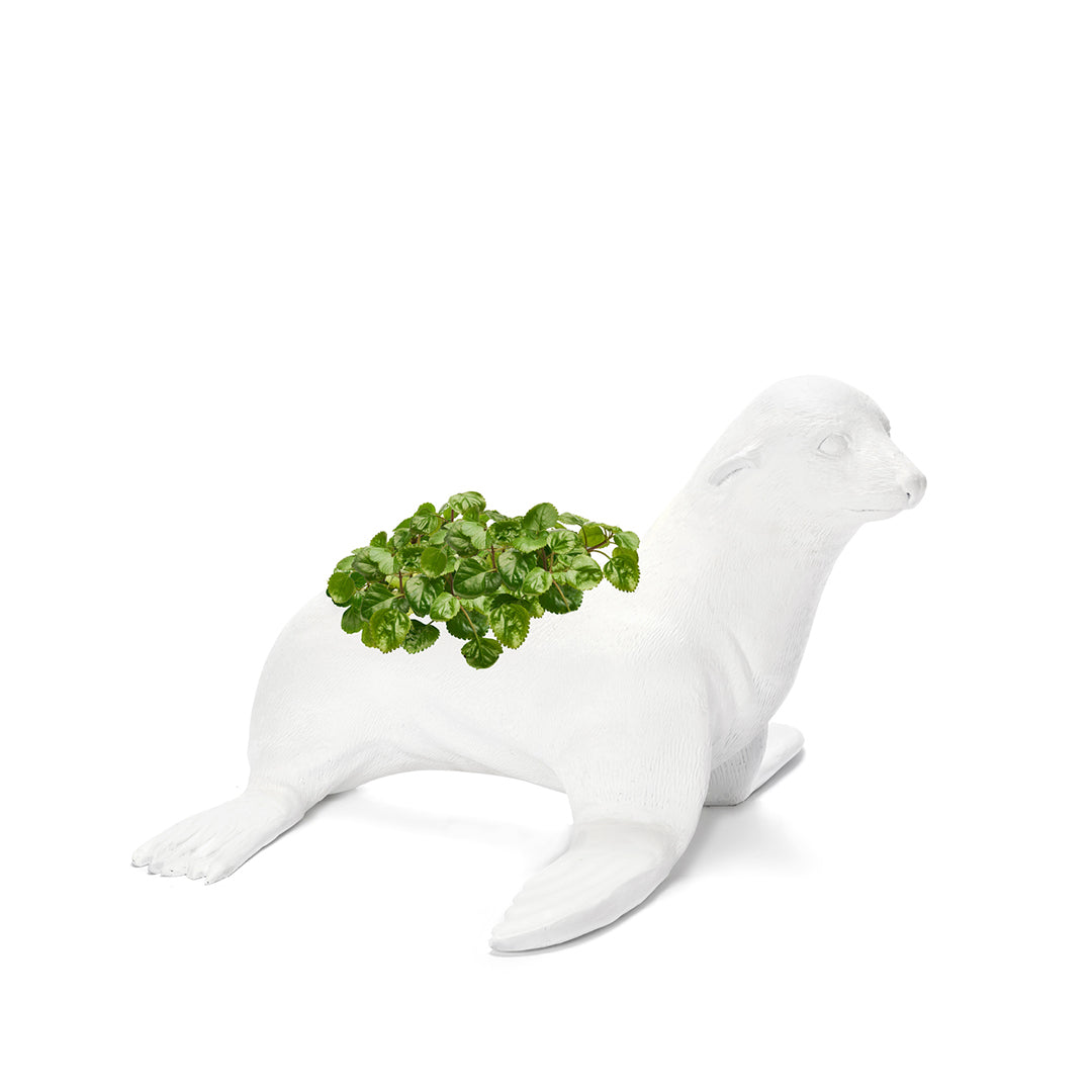 Life Size Animal - Seal