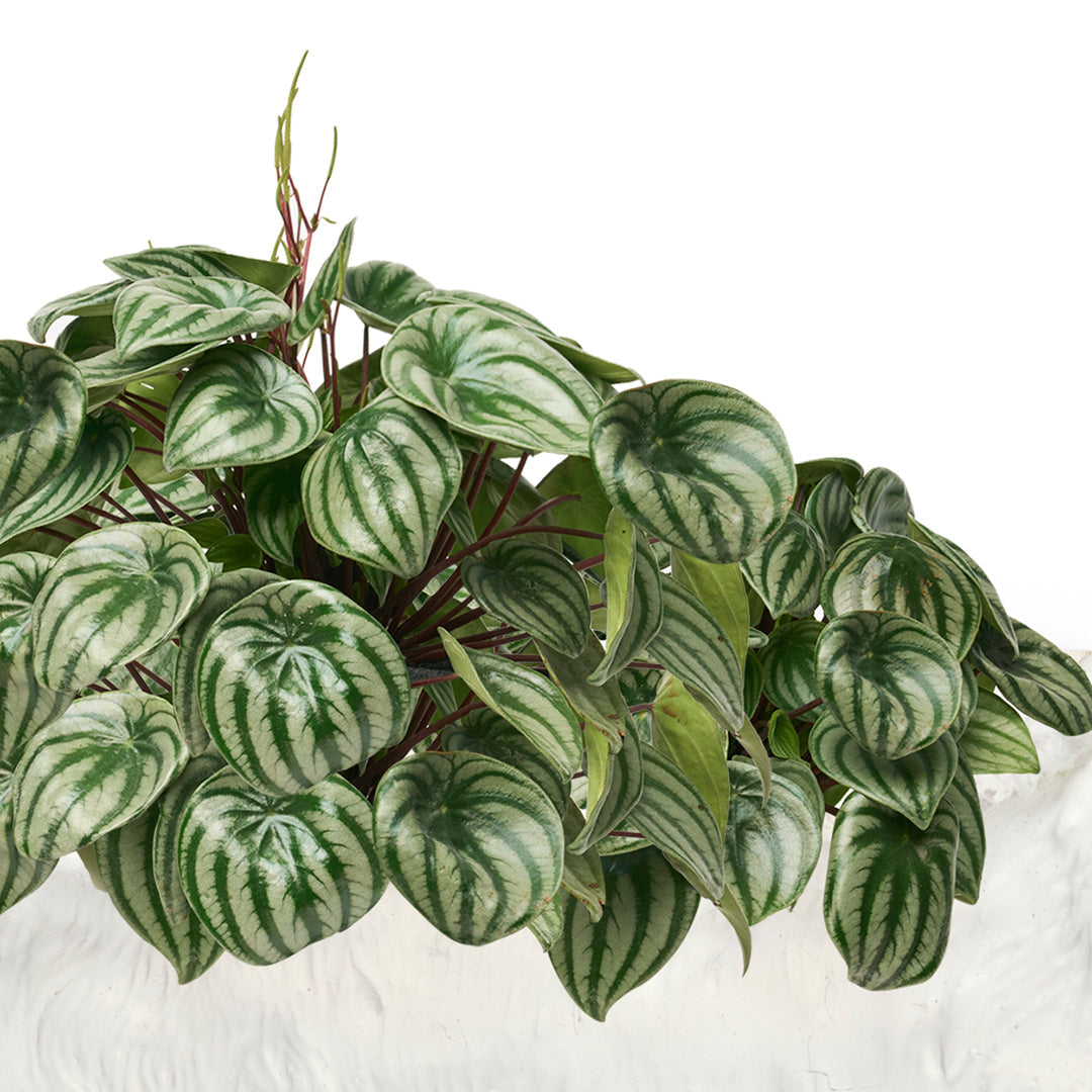 Life Size Animal - Fox Plant the Future