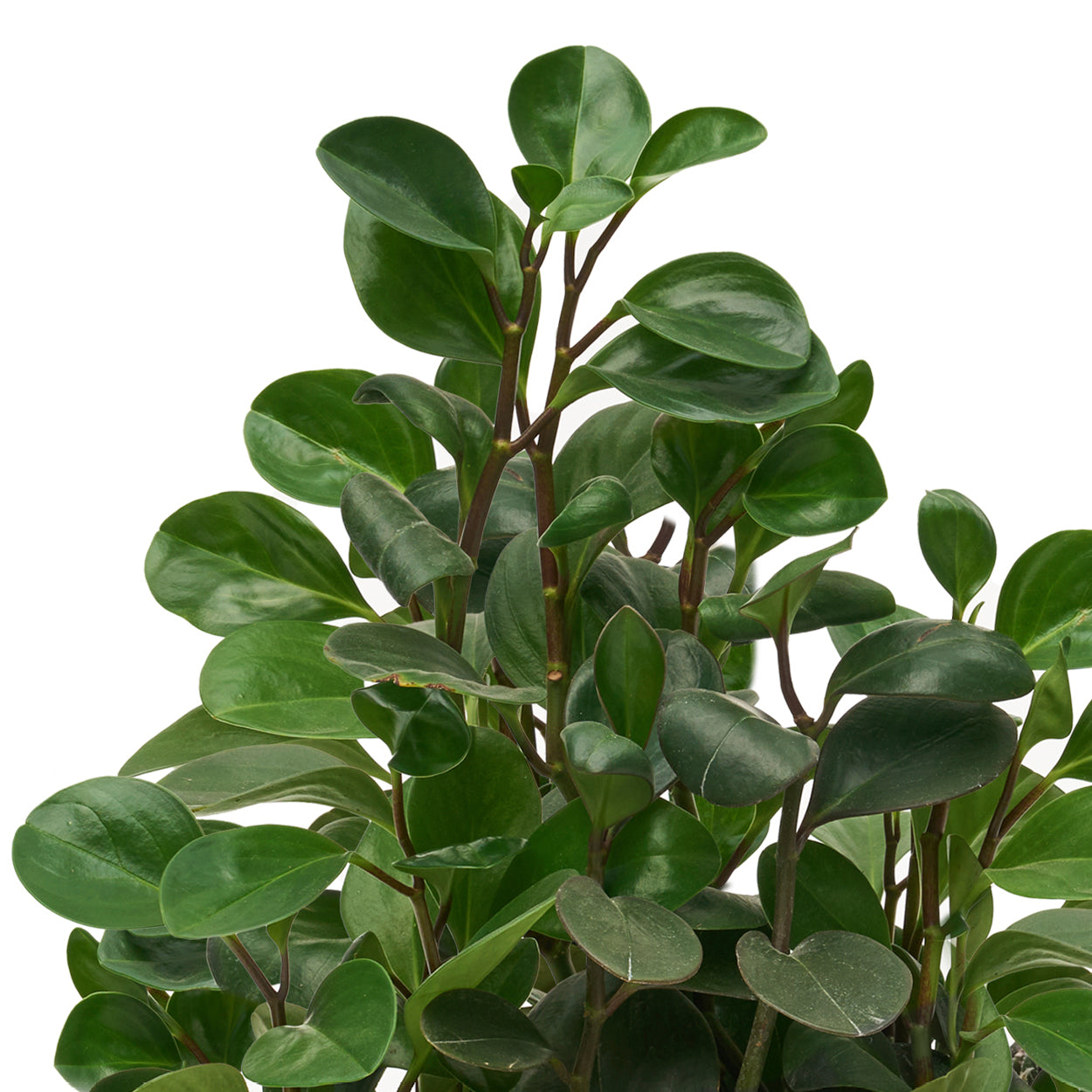 Life Size Animal - Seal Plant the Future