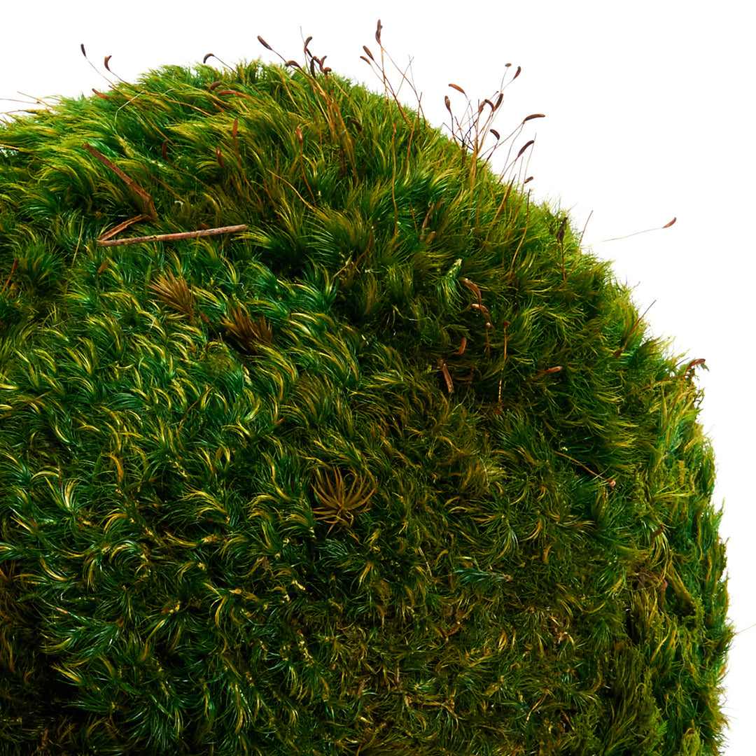Moss Sphere - Tabletop Plant the Future