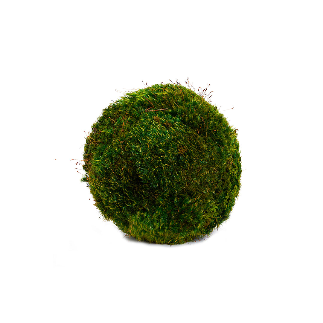 Moss Sphere - Tabletop