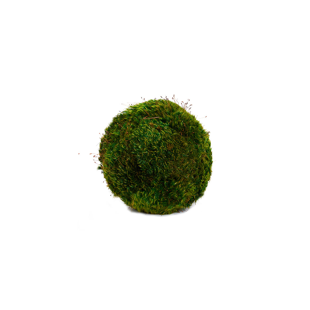 Moss Sphere - Tabletop