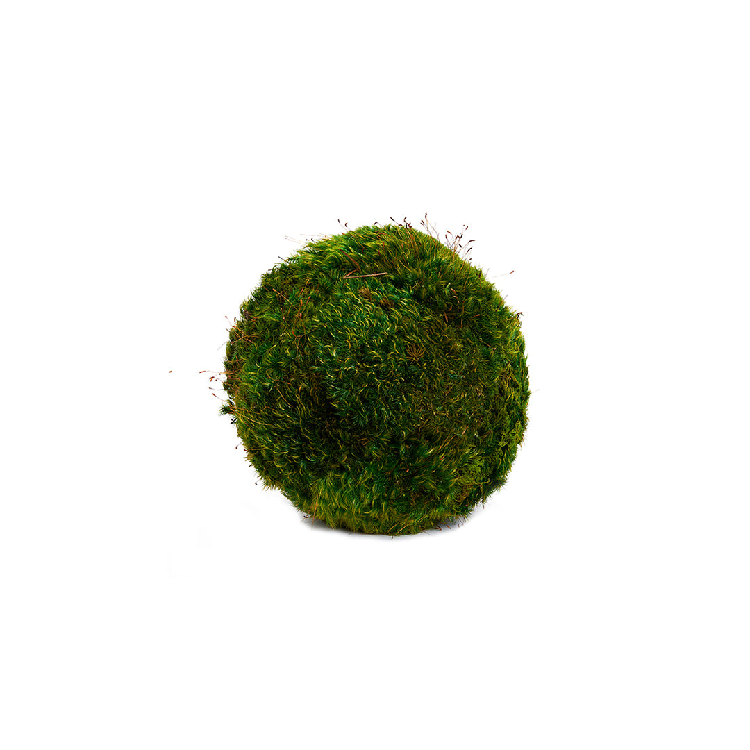 Moss Sphere - Tabletop