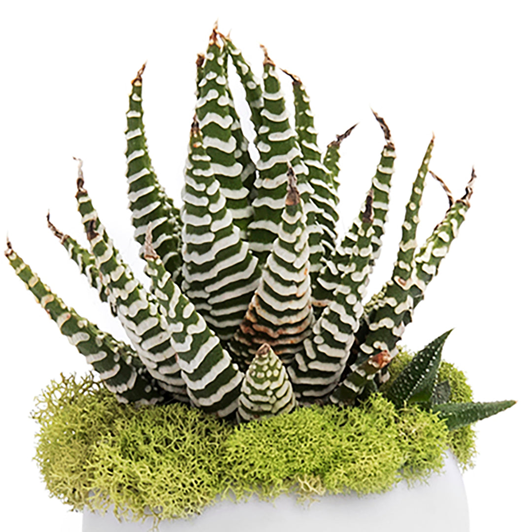 Munny Mini Garden Plant the Future