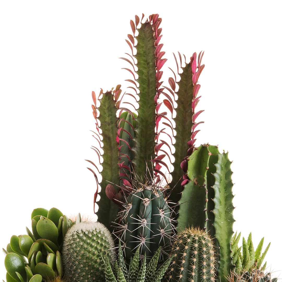 Natural Wood Bowl - Green Garden