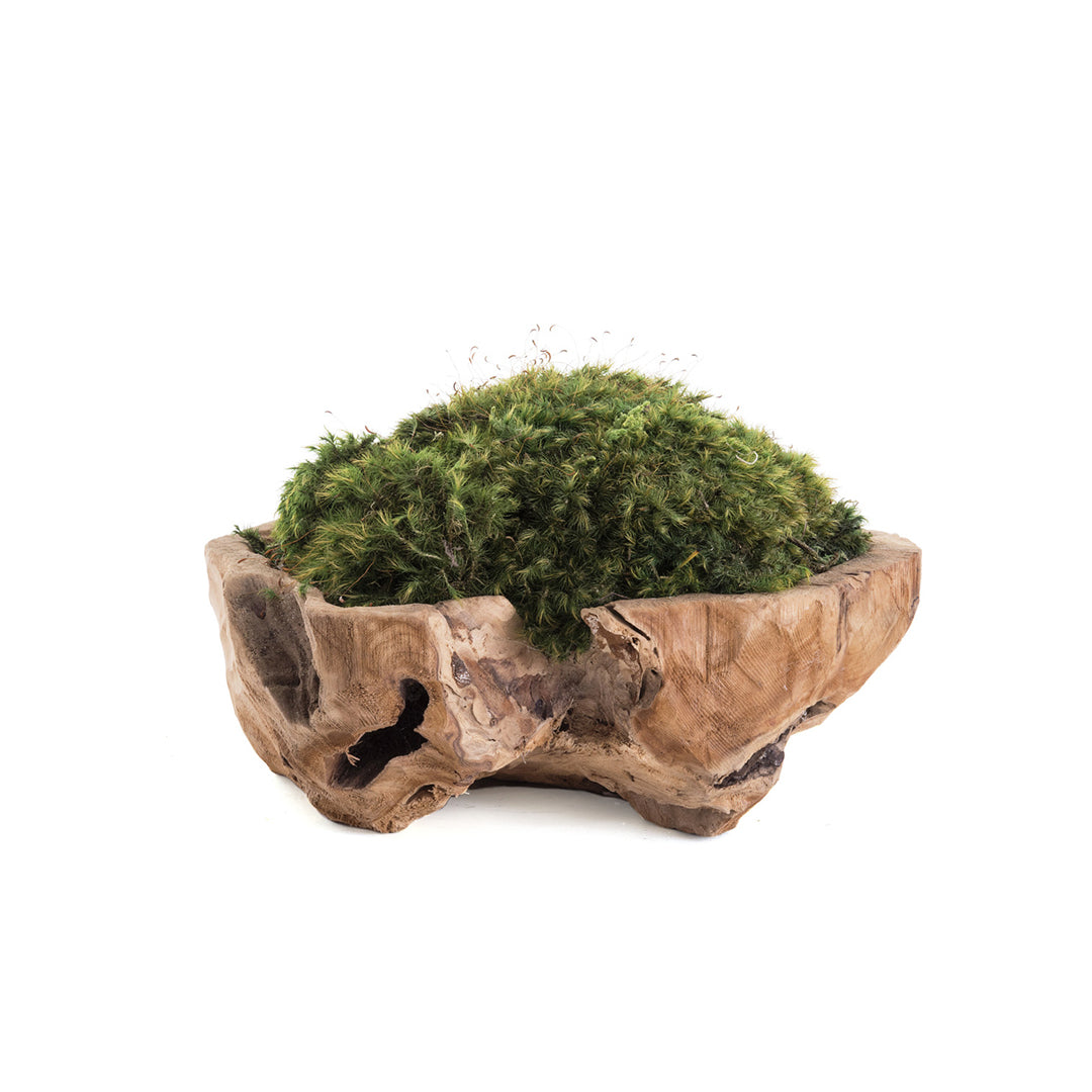 Natural Wood Low Bowl with Moss