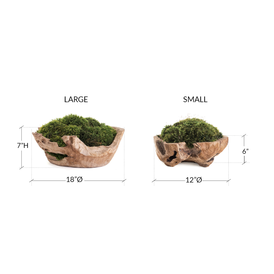 Natural Wood Low Bowl with Moss