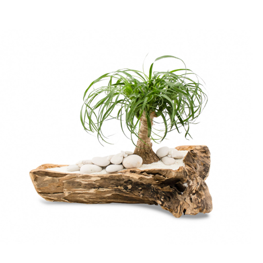 Natural Wood Trough - Ponytail Palms
