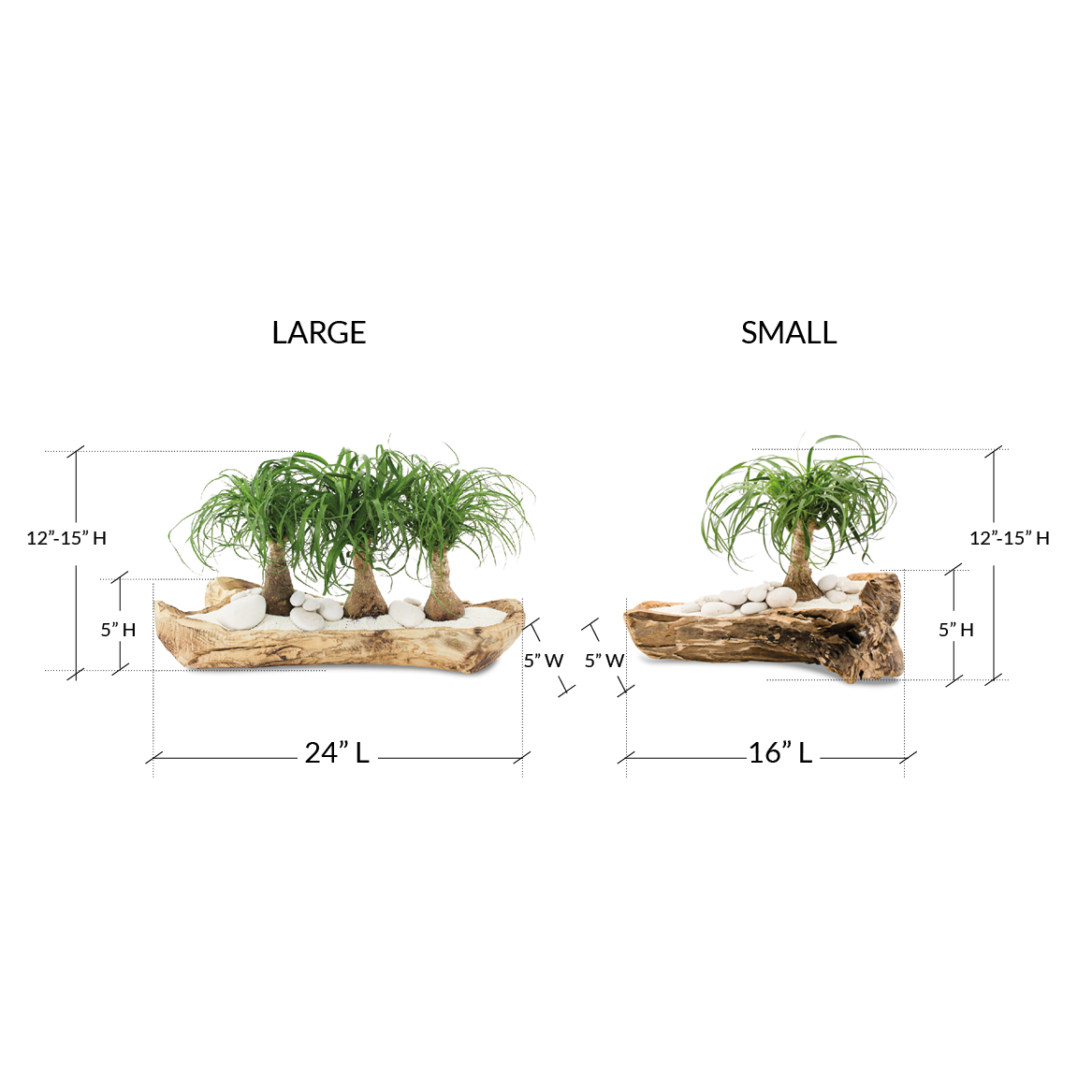 Natural Wood Trough - Ponytail Palms