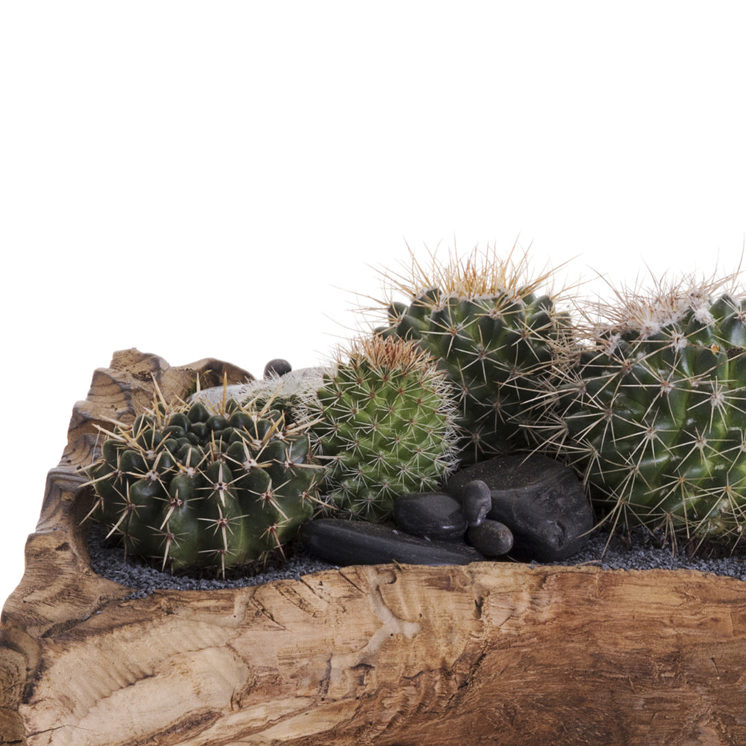 Natural Wood Trough - Low Green Garden