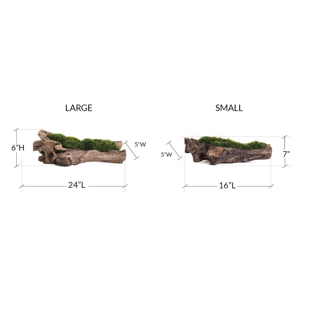 Natural Wood Trough with Moss