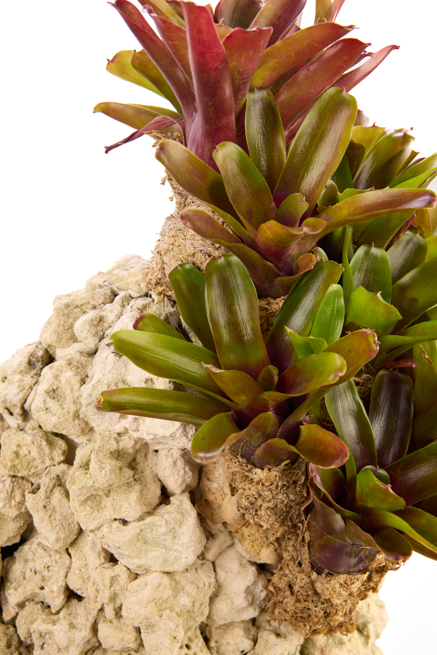 Handmade Keystone with Fireball Bromeliads Plant the Future