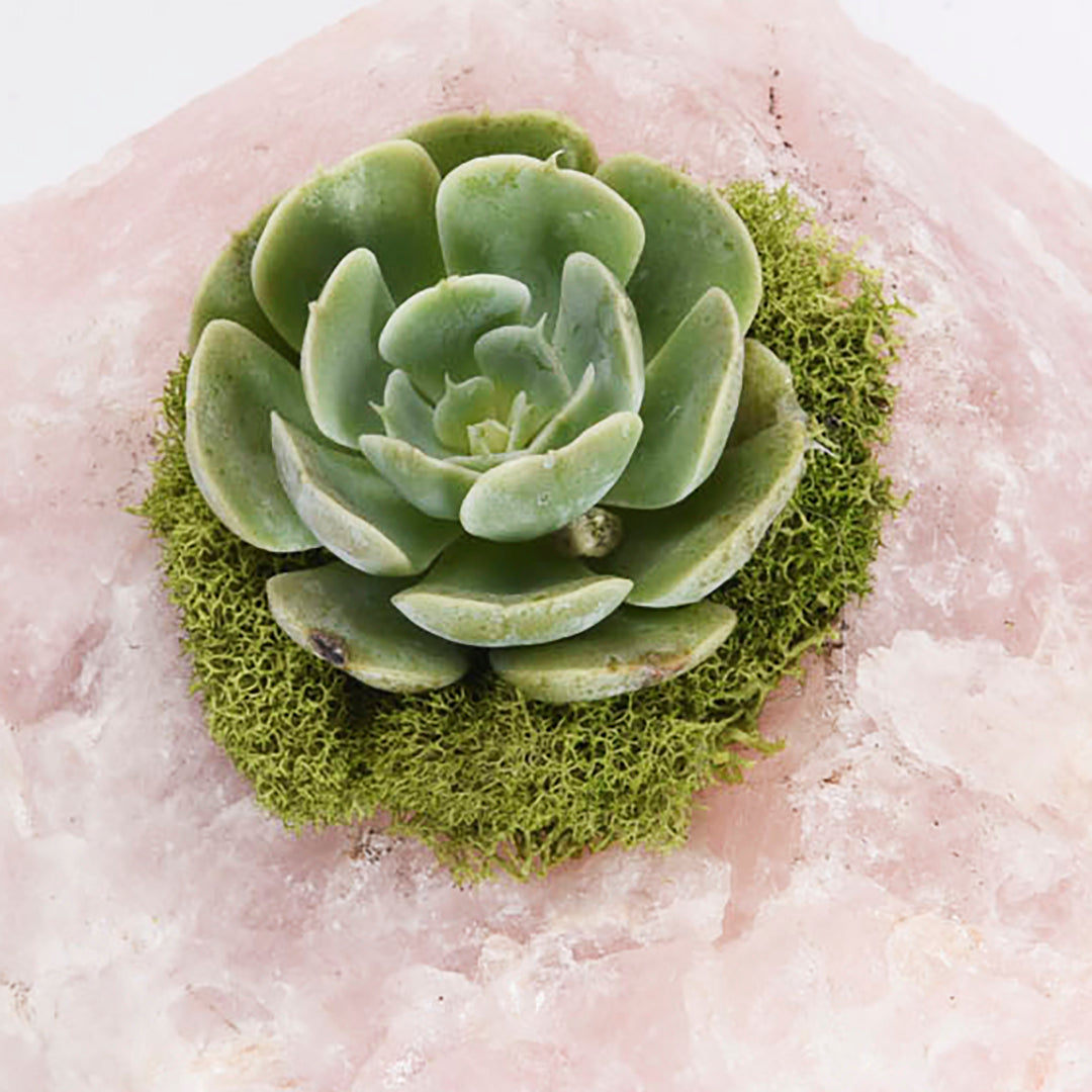 Rose Quartz with Succulent (5" H x 5" W)