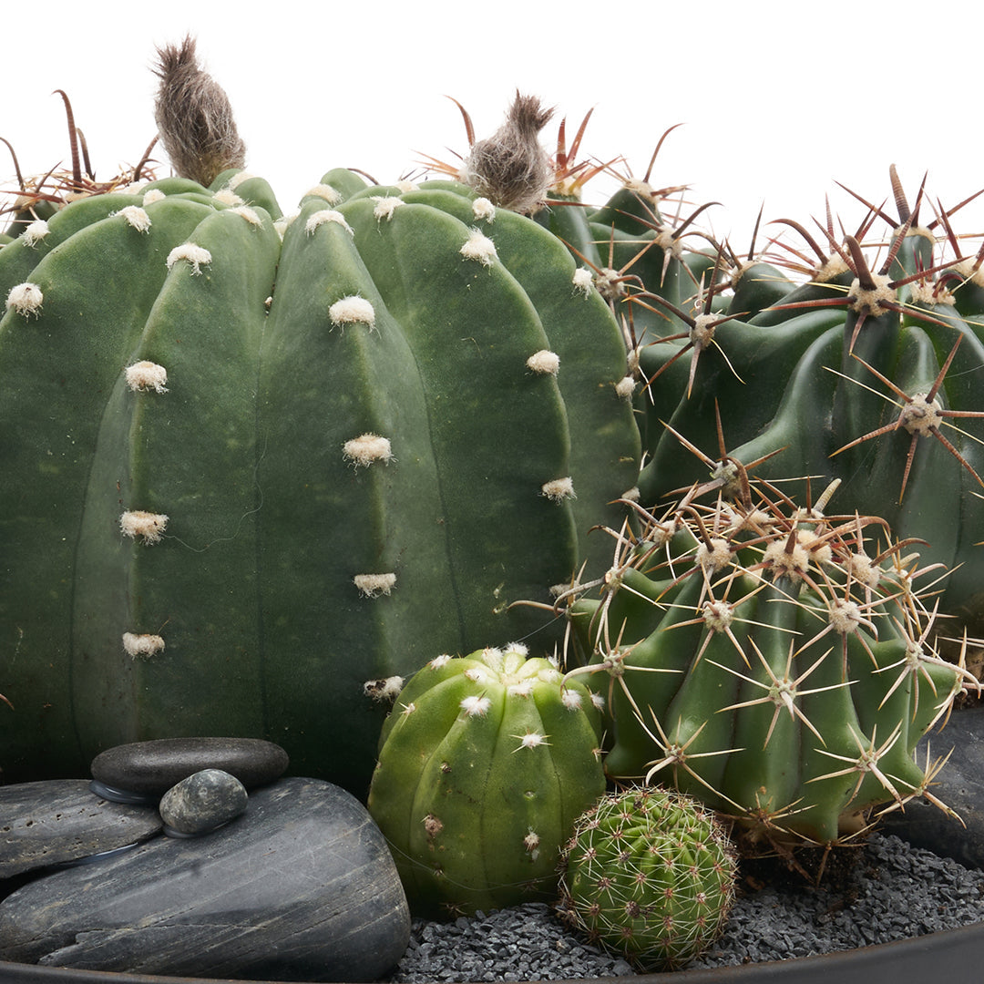 Tokyo Black - Low Green Garden PLANT THE FUTURE