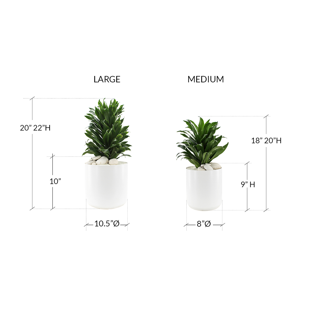 Round Ceramic White - Janet Craig (Set of 2)