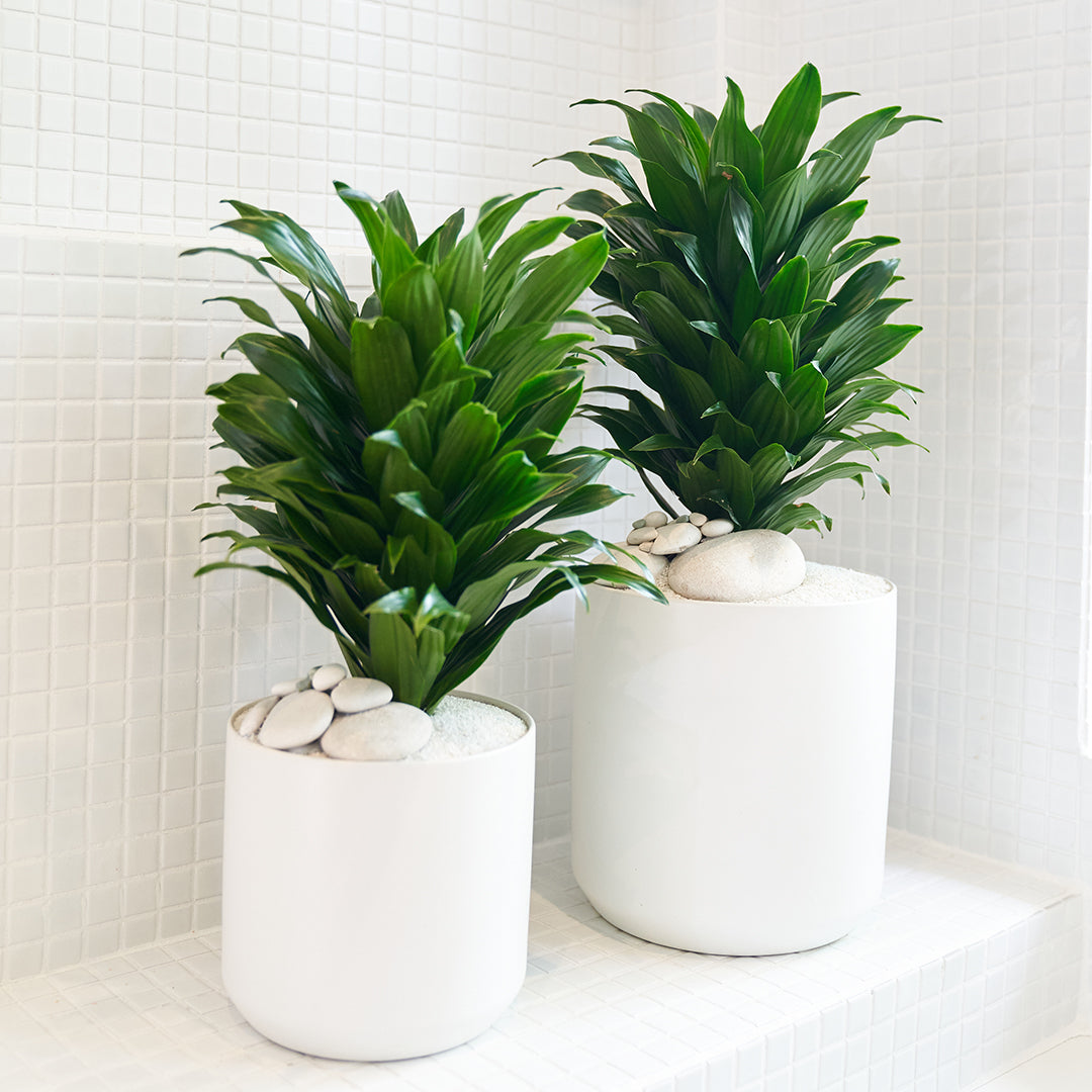 Round Ceramic White - Janet Craig (Set of 2)