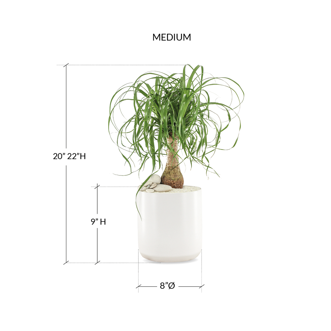 Round Ceramic White Medium - Ponytail Palm