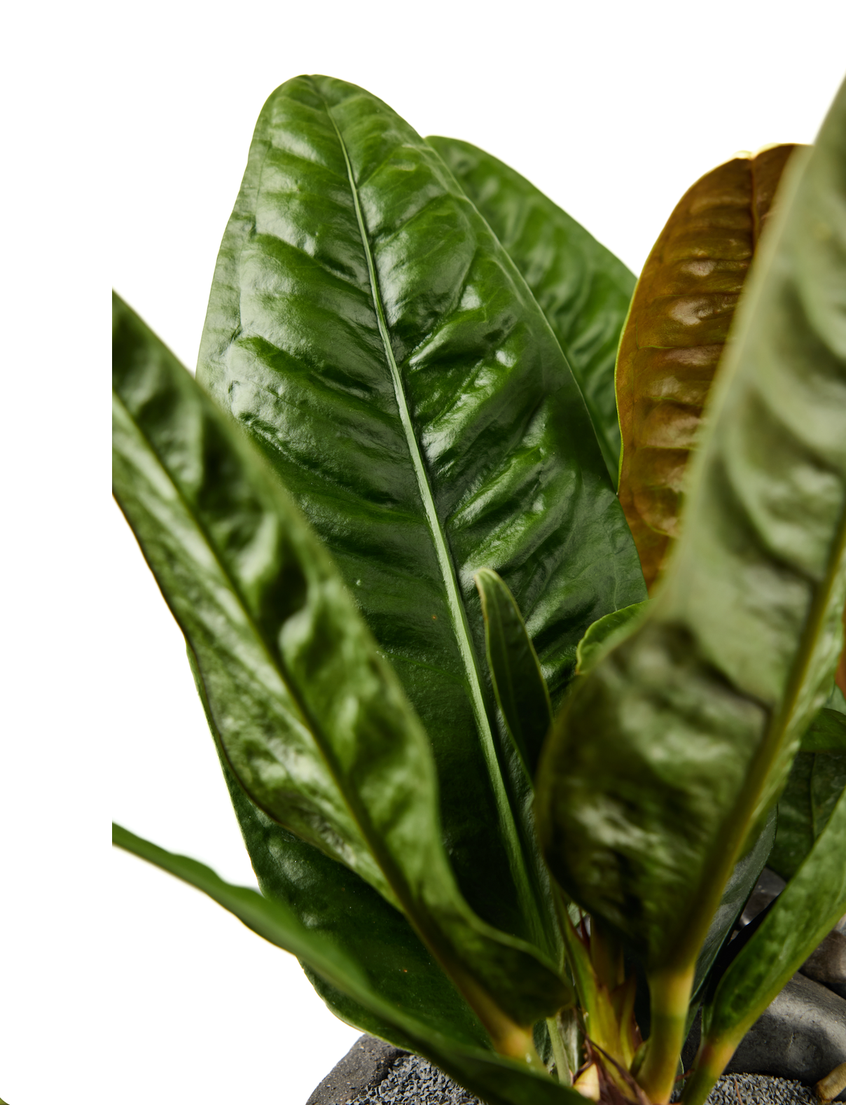 Fibercement Low Bowl w/Anthurium SuperBum PLANT THE FUTURE