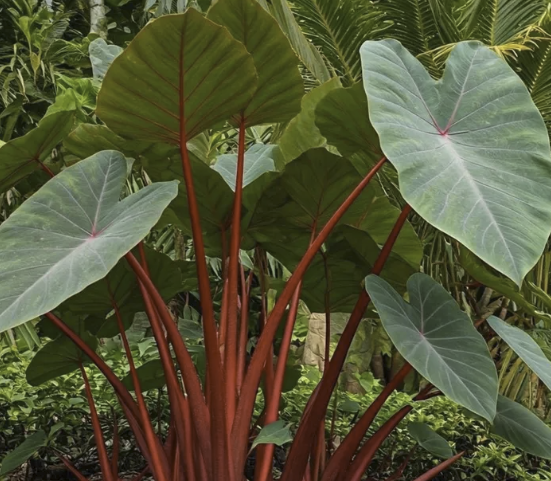 Colocasia Hawaiian Punch 10"