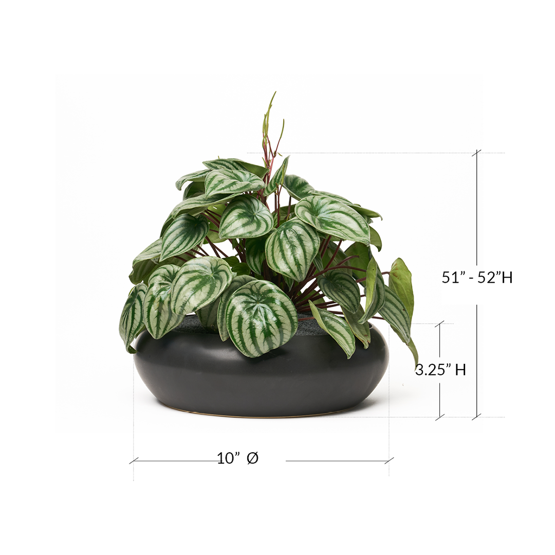 Sydney Black Large - Peperomia Watermelon
