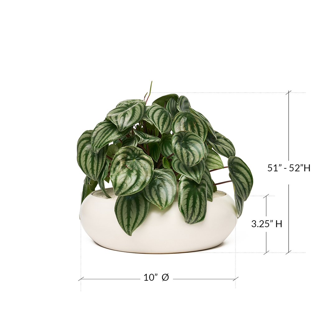 Sydney White Large - Peperomia Watermelon