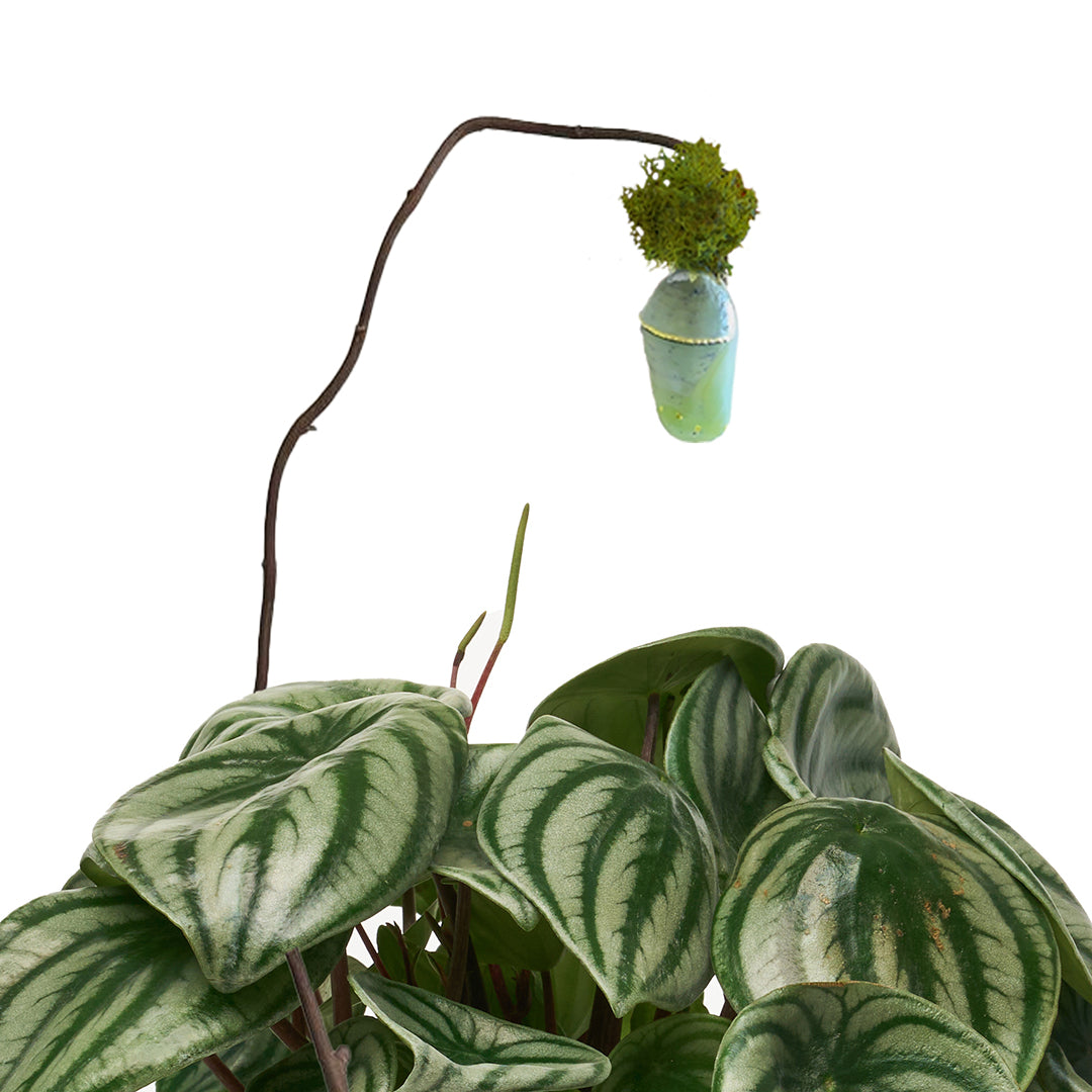 Sydney White Large - Peperomia Watermelon with Cocoon
