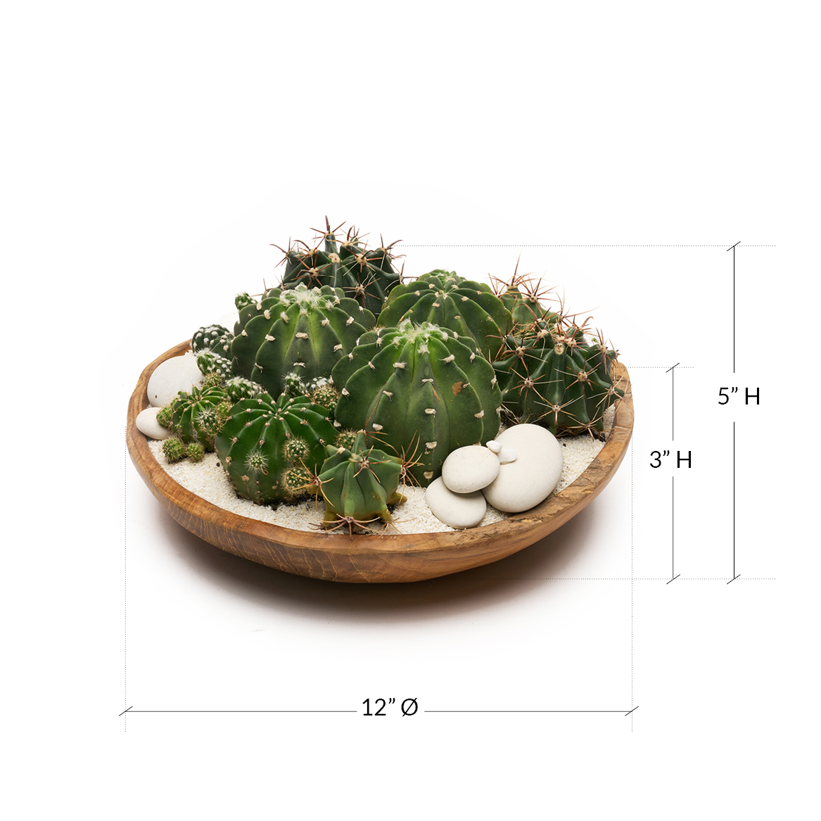 Teak Bowl Low Green Garden Plant The Future