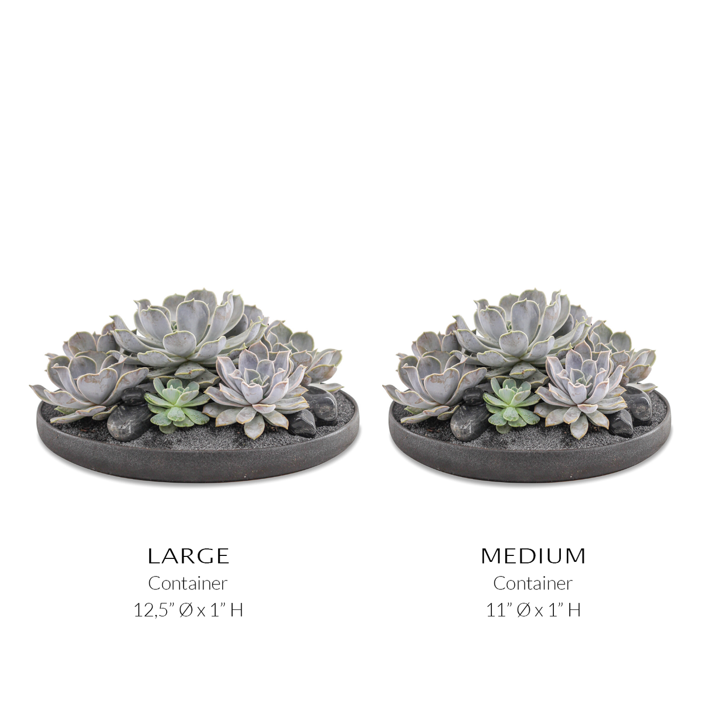 Tokyo Black - Succulents
