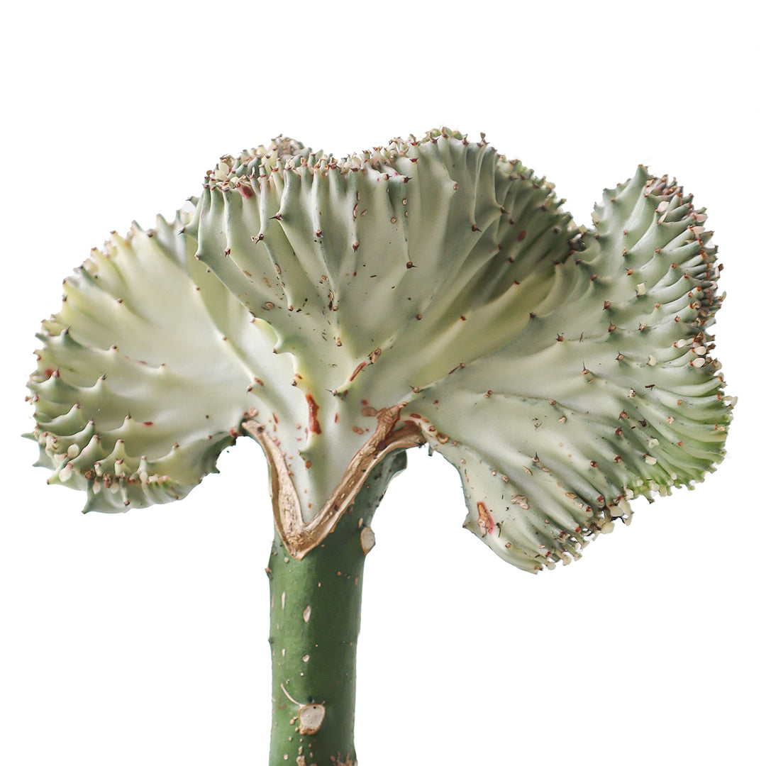 Tokyo Mini Bowl Black - Coral Cactus