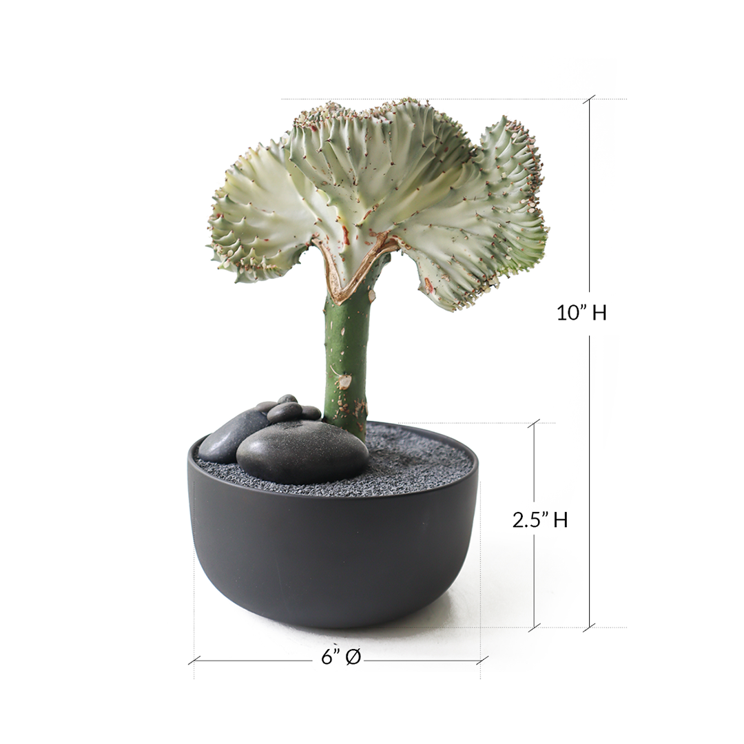 Tokyo Mini Bowl Black - Coral Cactus
