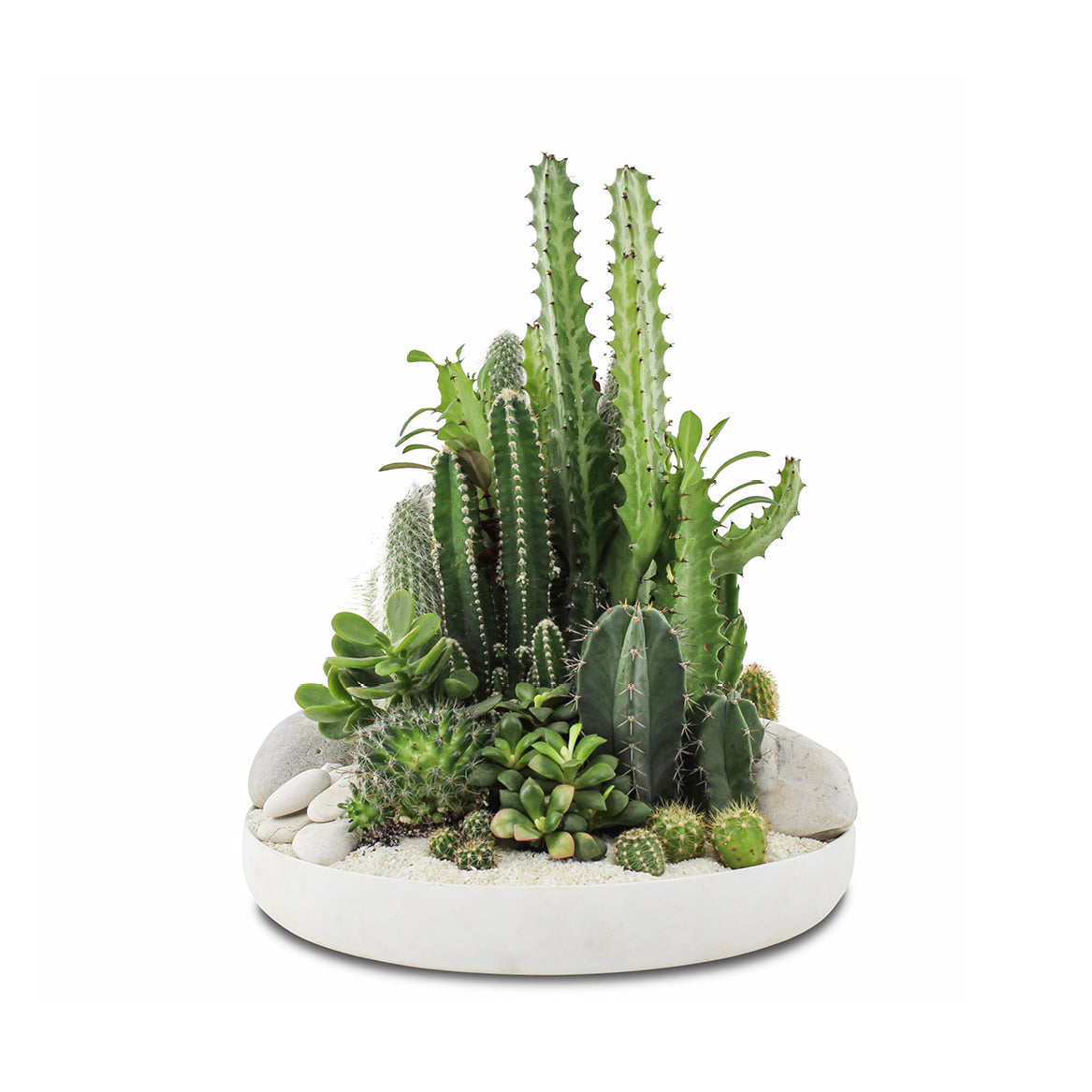 succulent and cactus dish gardens Porcelain Dish Cacti and Succulent Green Garden
