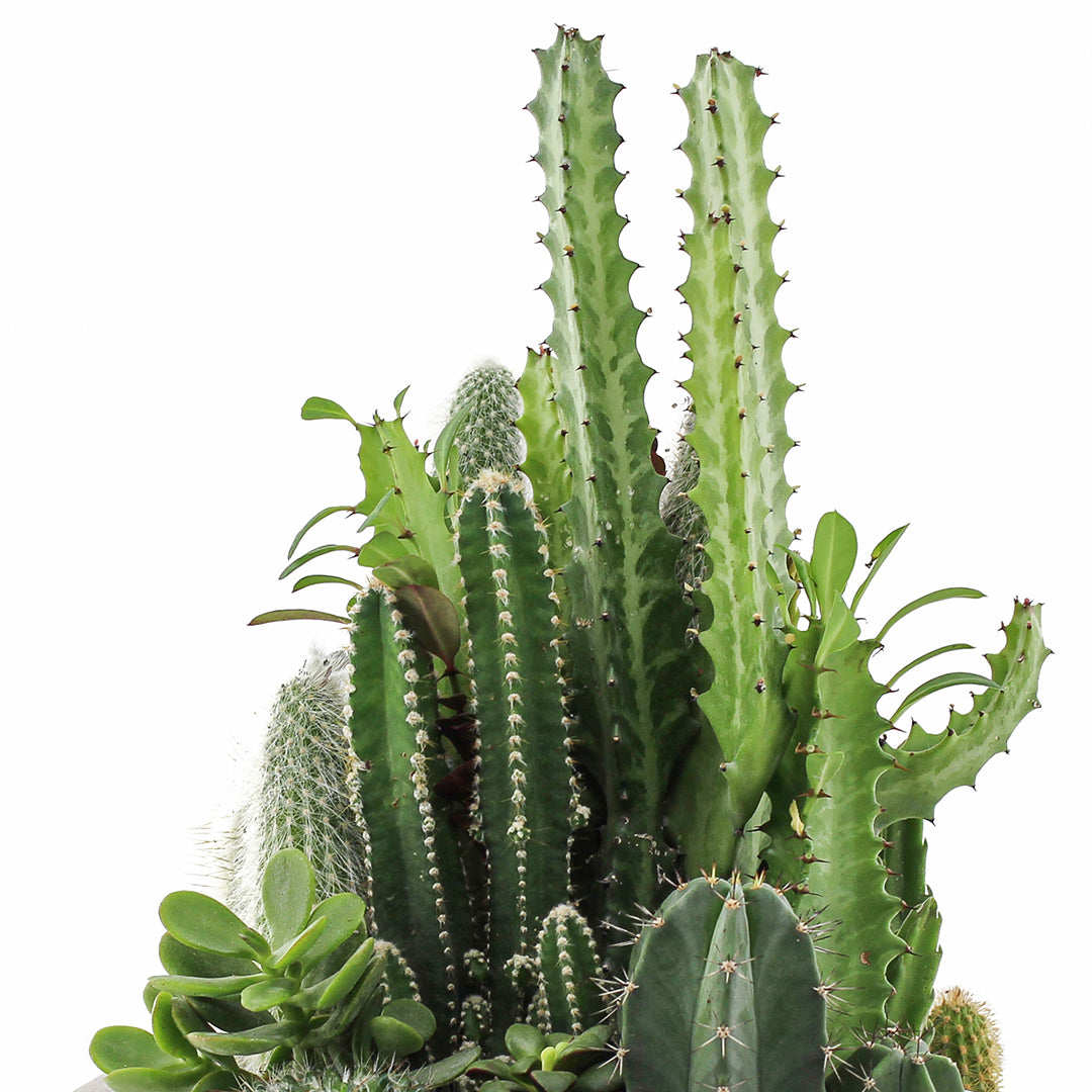 Tokyo White - Green Garden Plant the Future