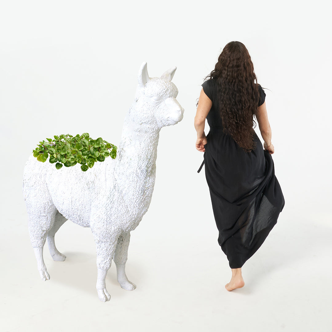 Life Size Animal - Alpaca