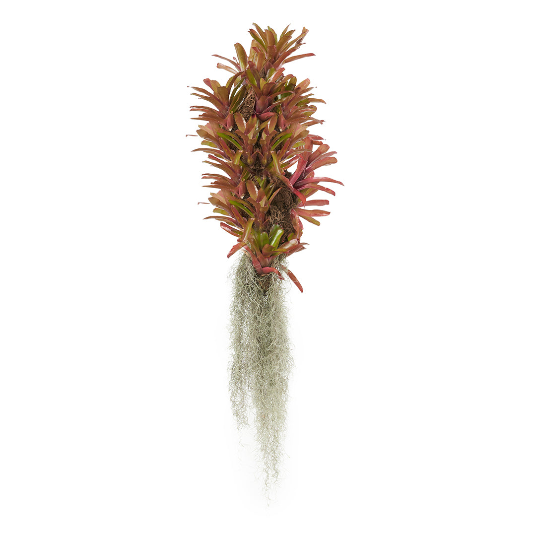 Hanging Trunk - Fireball Bromeliads