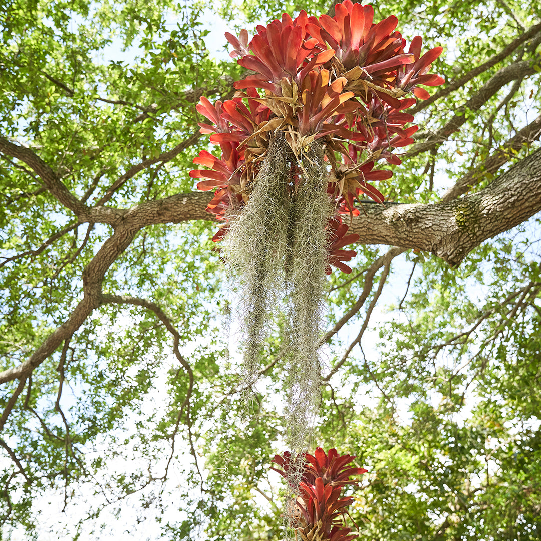 Hanging Fireball Bromeliads on Trunk