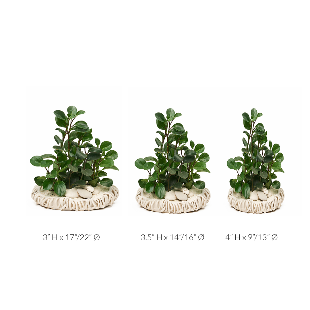 Ceramic Mangrove White - Peperomia