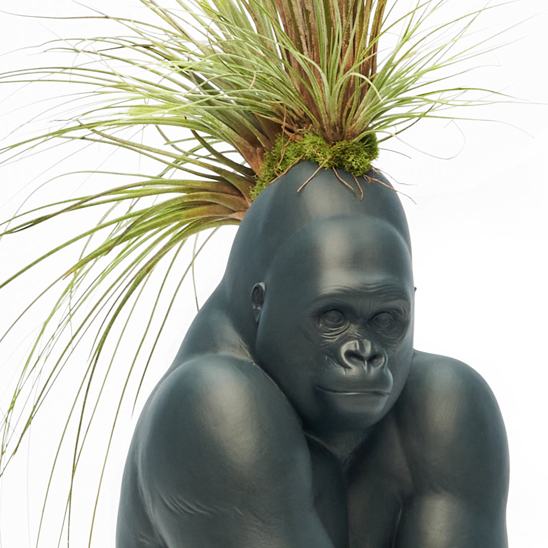Lladró Porcelain - Black Gorilla With Airplants Plant the Future