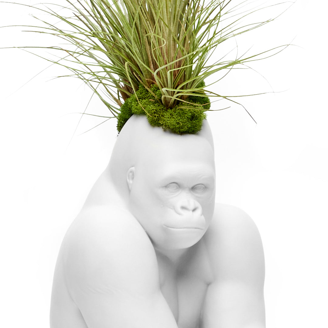 Lladró Porcelain - White Gorilla