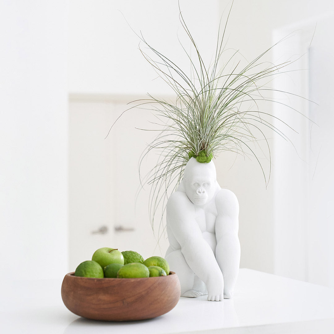 Lladró Porcelain - White Gorilla