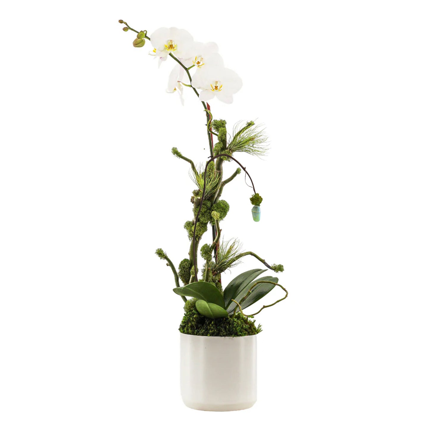 Ceramic Round Small - Single Phalaenopsis Orchid (30" H x 7" D) with Butterfly Cocoon