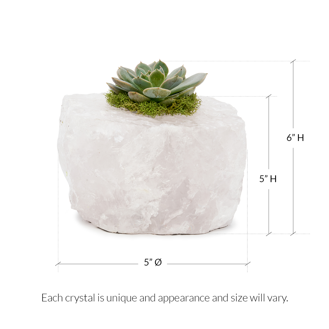 Rose Quartz with Succulent (5" H x 5" W)