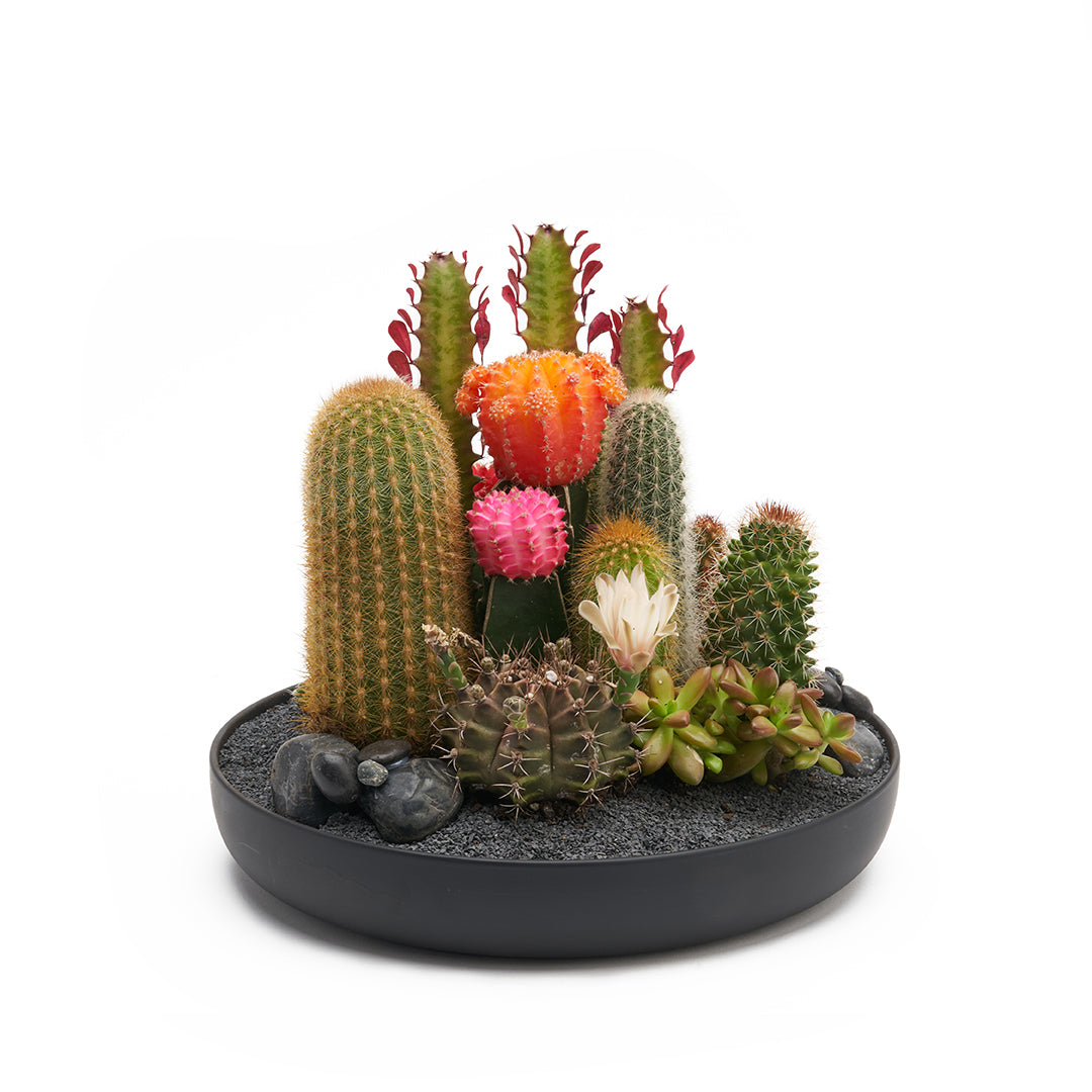 Tokyo Black - Rainbow Garden PLANT THE FUTURE